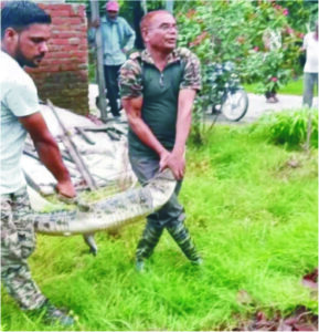 घर के आंगन में मगरमच्छ घुस आने से मचा हड़कंप