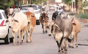 लोगों के लिए बड़ा खतरा बन रहे सड़कों पर घूमते आवारा पशु