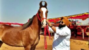 1 करोड़ की नगीना ने सुंदरता से जीता सैलानियों का दिल