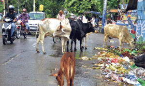  -लोगों ने निजात दिलाने के लिए नगर निगम से लगाई गुहार