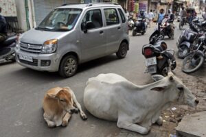 दूध निकालने के बाद गायों को सड़कों पर छोड़ने वालों पर हो कार्यवाही