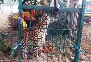 द्रोणासागर किले पर पिंजरे में कैद हुआ तेंदुआ