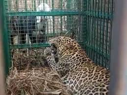 गोविषाण टीला क्षेत्र में तेंदुआ पिंजरे में कैद