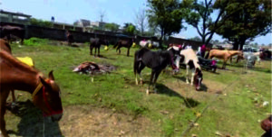 चैती मेले के नखासा बाजार में पहुंच रहे घोड़ों के खरीदार